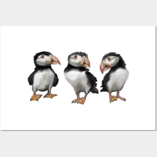 Puffins in November Posters and Art